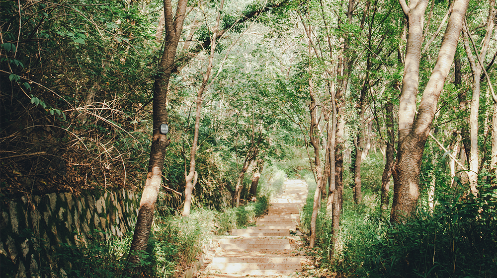 鞍山山脚路水杉林道的照片