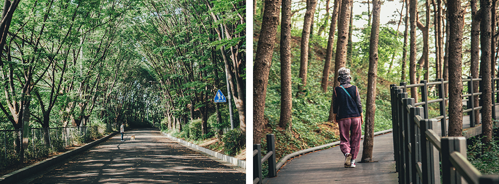 Walking the Metasequoia Forest Path