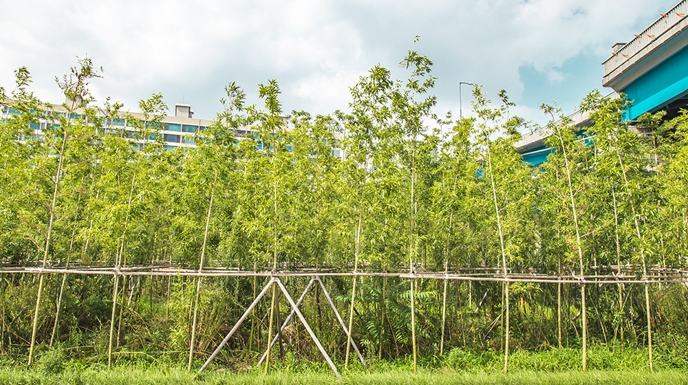 Bamboo Forest at Ichon Hangang Park