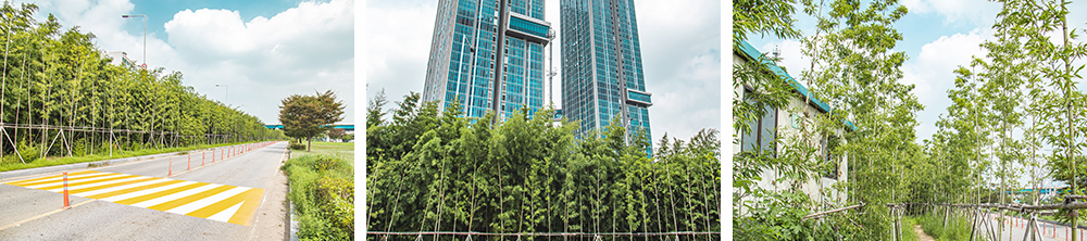 Bamboo Forest at Ichon Hangang Park