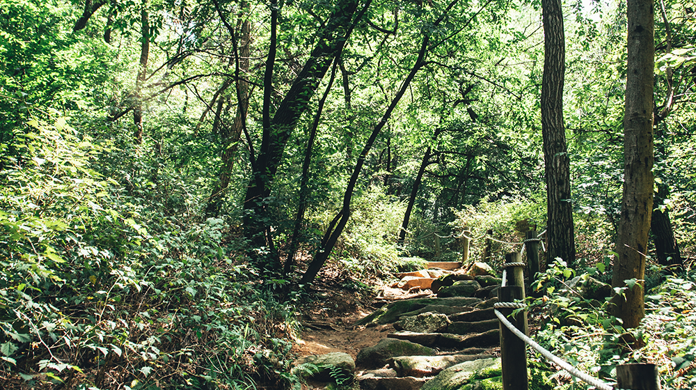 Nut Pine Tree Forest Park Path at Hoamsan Mountain