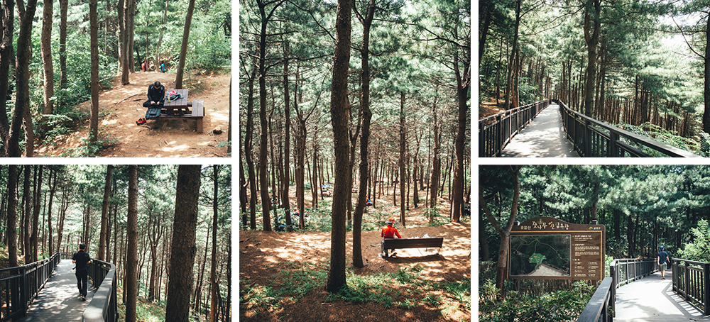 Walking at Nut Pine Tree Forest Park Path at Hoamsan Mountain