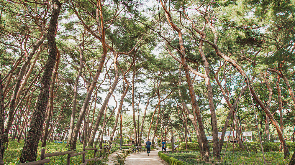 牛耳洞松林近鄰公園