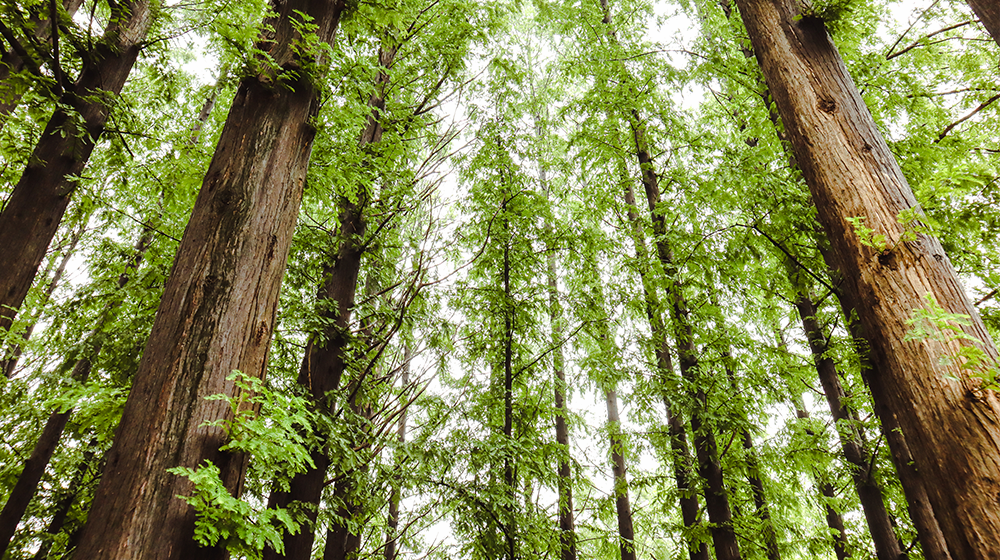 Metasequoia Path in Yangjae Citizen’s Forest