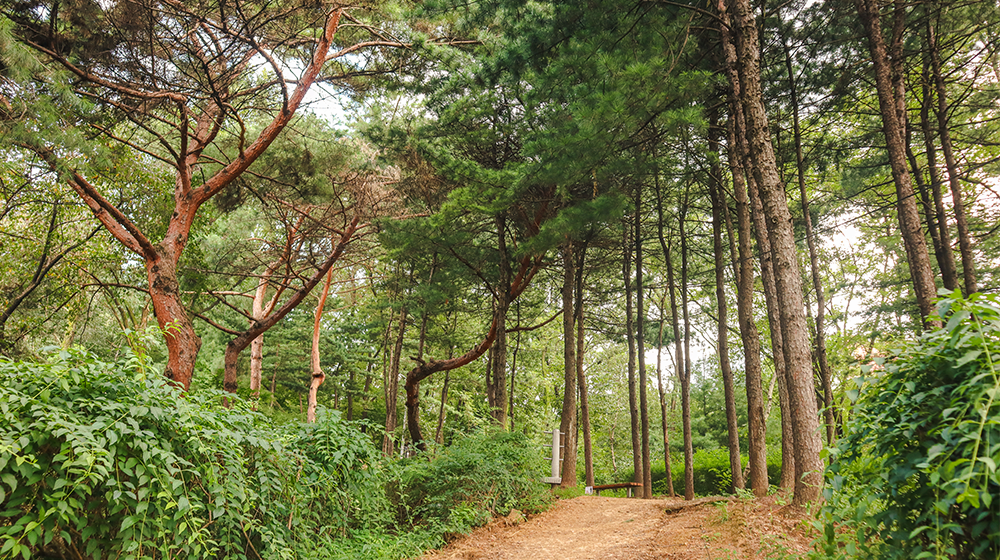 Pine Nut Forest on Opaesan Mountain Nadeul-gil