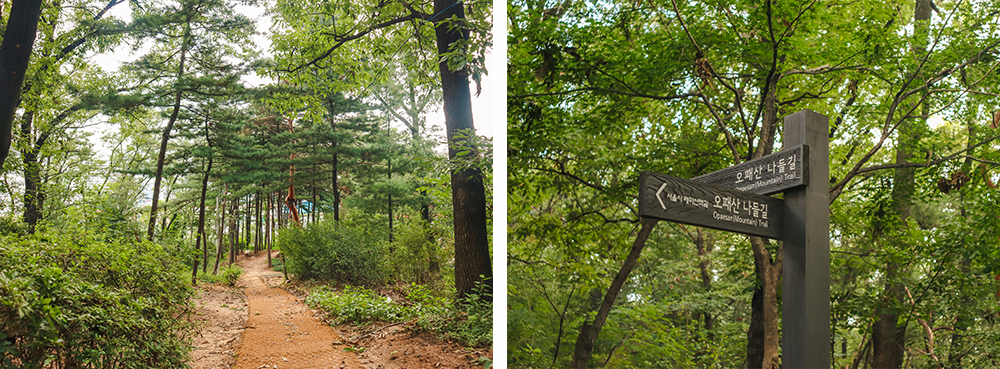 Pine Nut Forest on Opaesan Mountain Nadeul-gil