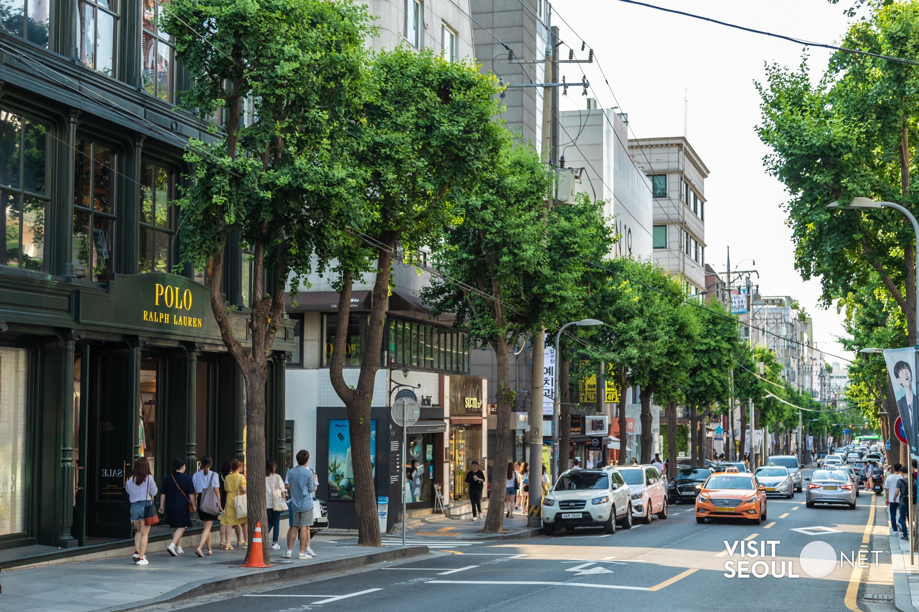 가로수길 거리 풍경. 가로수길 이름처럼 차도 양 옆으로 키가 큰 가로수들이 나열해있다