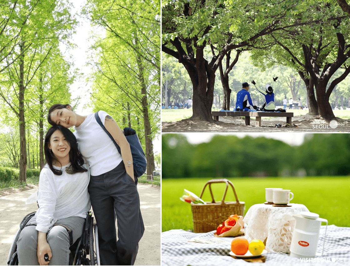 First photo: A wheelchair user and a friend smiling brightly in front of the Metasequoia Forest Road  Second photo: Citizens resting on a bench in the greenery  Third photo: Picnic basket and fruits arranged for a picnic in Seoul Forest